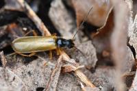 Rhagonycha lignosa