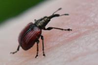 Tatianaerhynchites aequatus