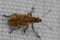 Polydrusus cervinus