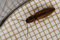 Dalopius marginatus