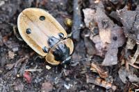 Dendroxena quadrimaculata