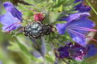 Oxythyrea funesta