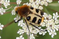 Trichius gallicus