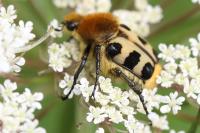 Trichius gallicus