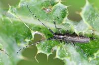 Agapanthia cardui