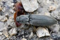 Agriotes pilosellus