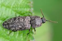 Agrypnus murinus