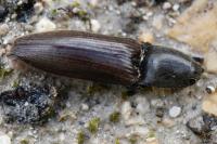 Athous haemorrhoidalis