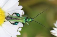 Oedemera nobilis