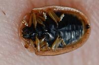 Cassida nebulosa