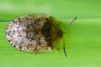 Cassida nebulosa