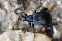 Deporaus betulae
