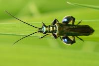 Oedemera nobilis