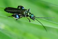 Oedemera nobilis