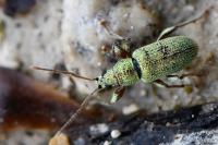 Phyllobius argentatus