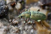 Phyllobius argentatus