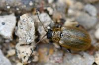 Lochmaea capreae