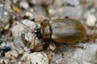 Lochmaea capreae