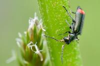 Malachius bipustulatus