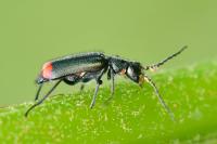 Malachius bipustulatus