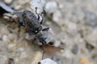 Phyllobius pyri