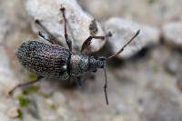 Phyllobius pyri