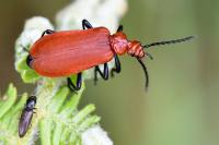 Pyrochroa serraticornis