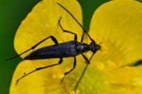 Rutpela nigra