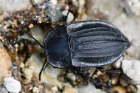 Silpha carinata