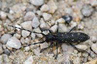 Saperda populnea