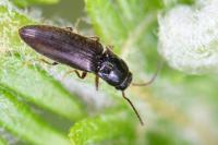 Agriotes pallidulus