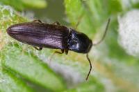 Agriotes pallidulus