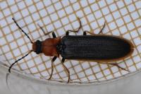 Denticollis linearis