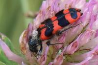 Trichodes alvearius
