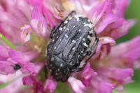 Oxythyrea funesta