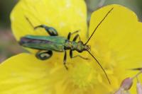 Oedemera nobilis