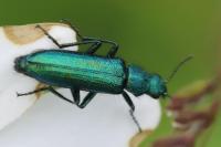 Psilothrix viridicoerulea