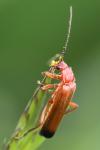 Rhagonycha fulva