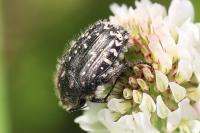 Oxythyrea funesta