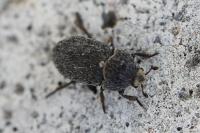 Dermestes laniarius