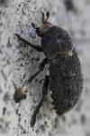 Dermestes laniarius