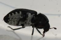 Dermestes laniarius