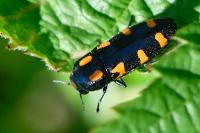 Ptosima undecimmaculata