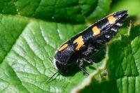 Ptosima undecimmaculata