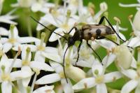 Pachytodes cerambyciformis