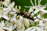 Pachytodes cerambyciformis
