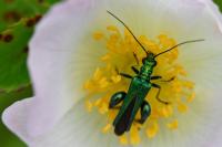 Oedemera nobilis