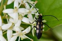 Anoplodera sexguttata