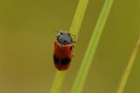 Clytra laeviuscula