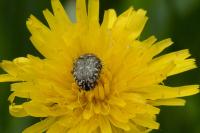 Oxythyrea funesta